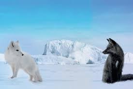 Festinema Junior- Public screening-  Kina & Yuk: Foxes of the Ice Floe (7-12 years old)